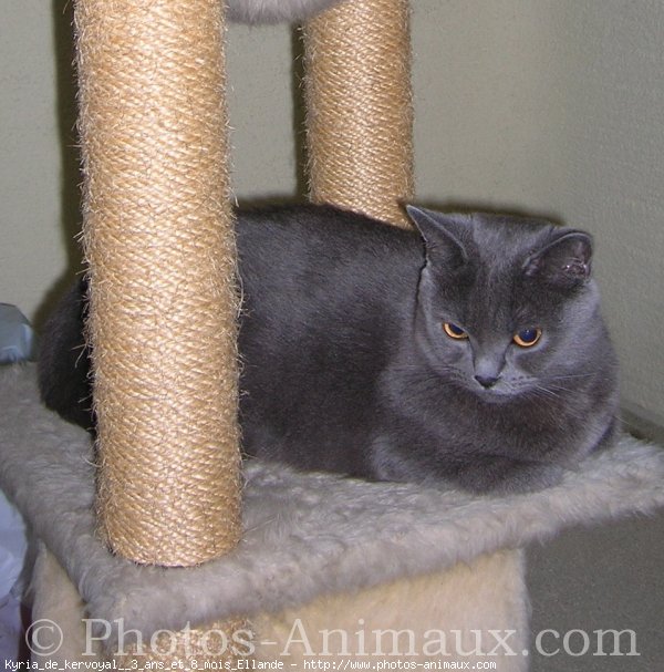 Photo de Chartreux