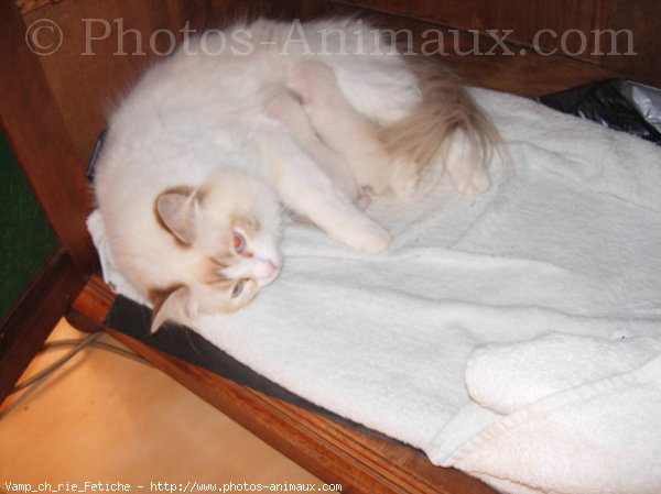 Photo de Ragdoll