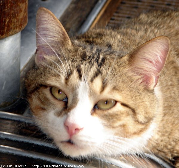 Photo de Chat domestique