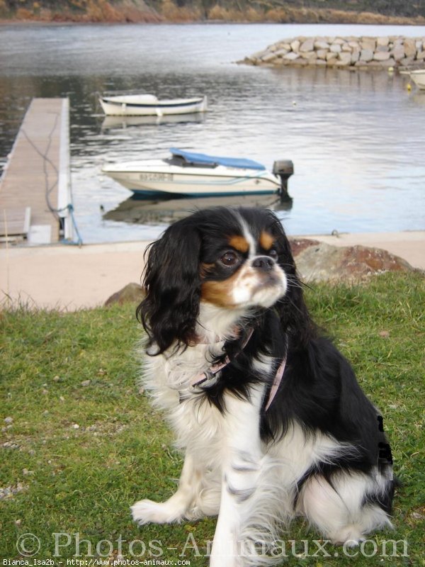 Photo de Cavalier king charles spaniel