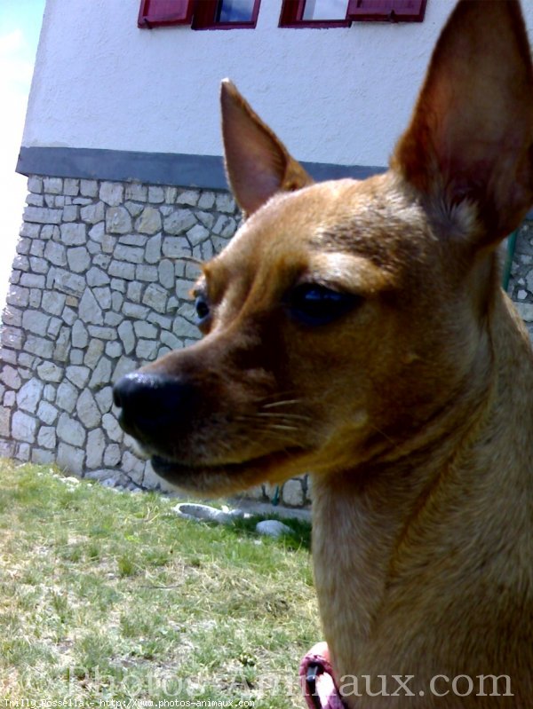 Photo de Pinscher nain