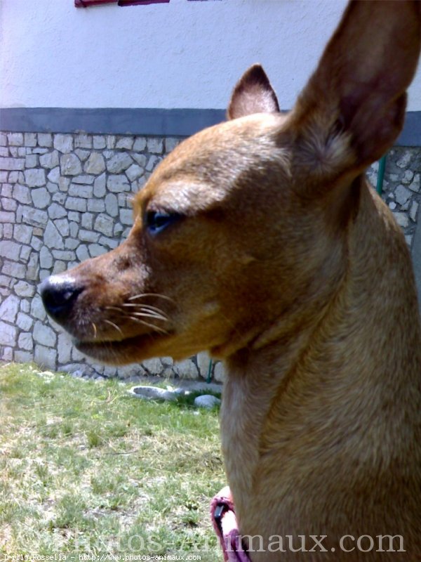 Photo de Pinscher nain