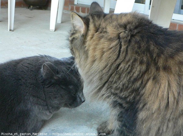 Photo de Races diffrentes