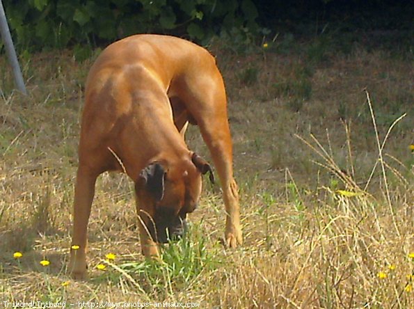 Photo de Boxer