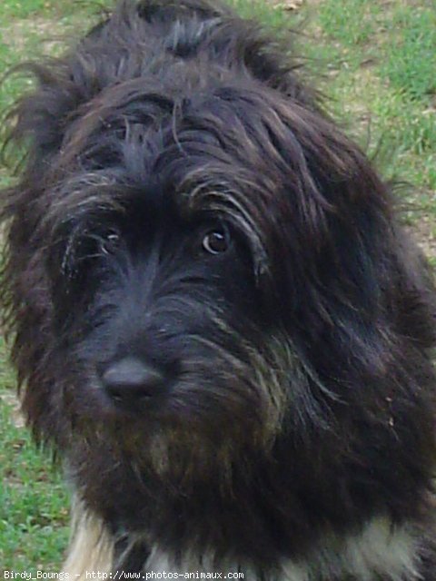 Photo de Chien de berger de la serra aires