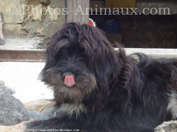 Photo de Chien de berger de la serra aires