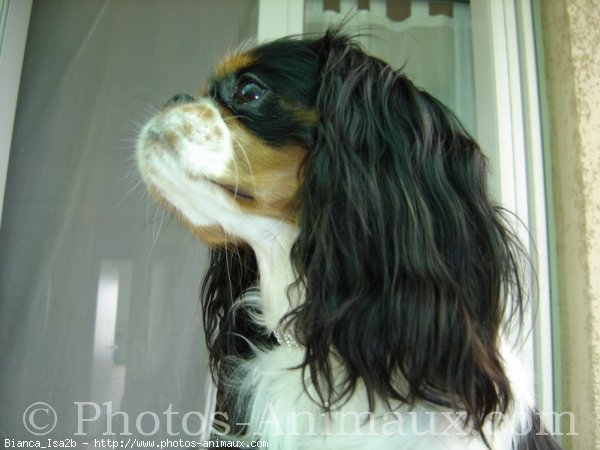 Photo de Cavalier king charles spaniel