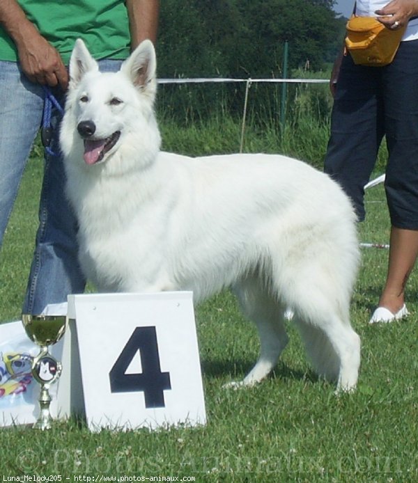 Photo de Berger blanc suisse