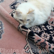 Photo de Ragdoll