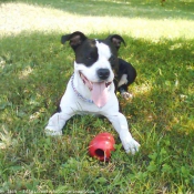 Photo d'American staffordshire terrier