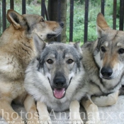 Photo de Chien loup tchcoslovaque