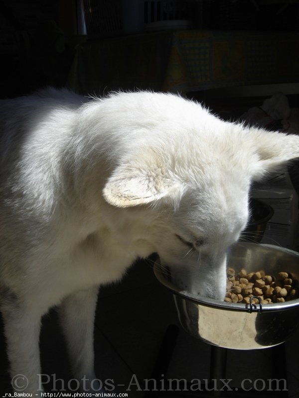 Photo de Berger blanc suisse