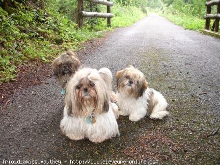 Photo de Shih tzu