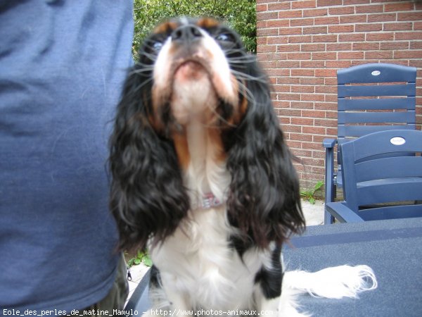 Photo de Cavalier king charles spaniel