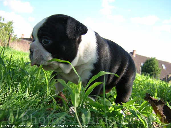 Photo de Boston terrier