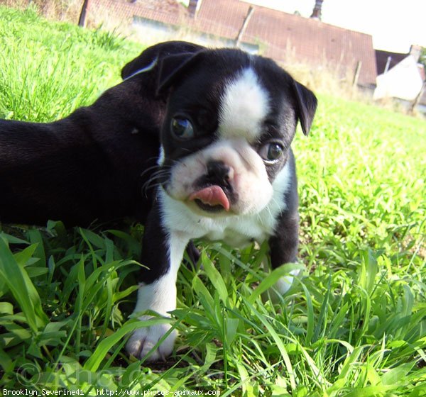 Photo de Boston terrier