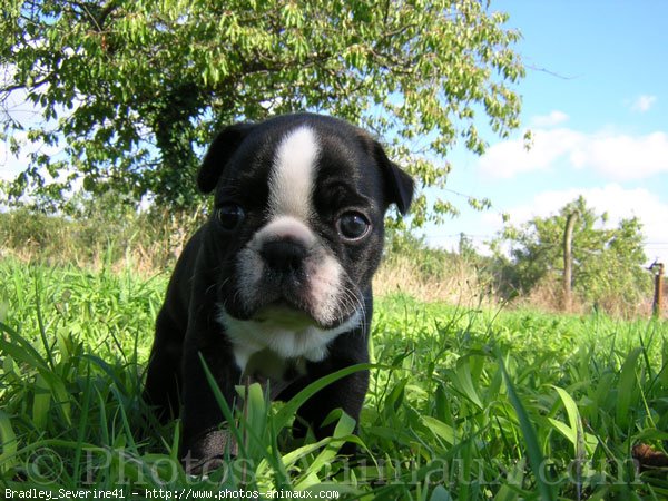 Photo de Boston terrier