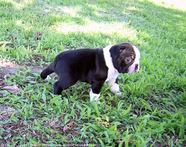 Photo de Boston terrier