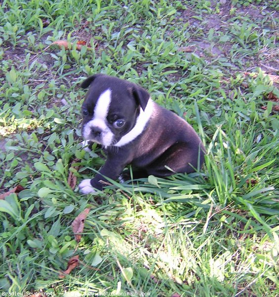 Photo de Boston terrier