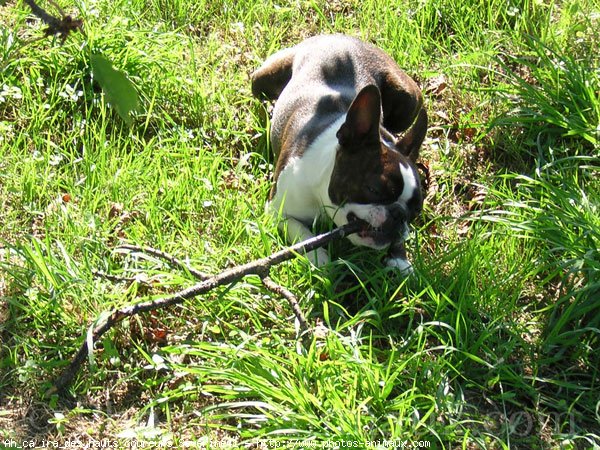 Photo de Boston terrier