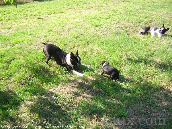 Photo de Boston terrier