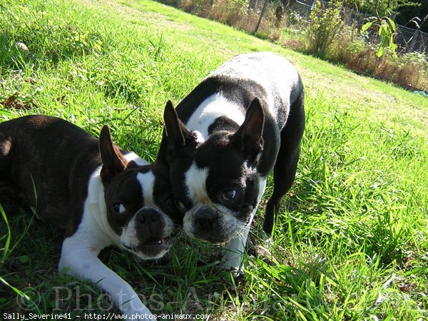 Photo de Boston terrier