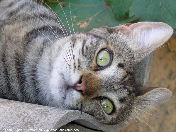 Photo de Chat domestique