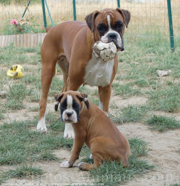 Photo de Boxer