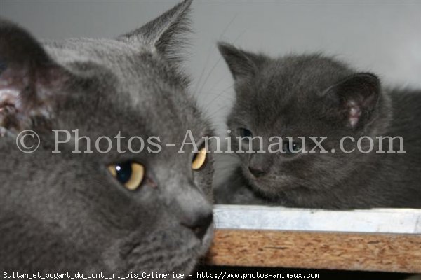 Photo de Chartreux