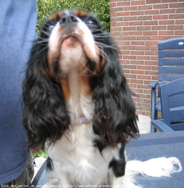 Photo de Cavalier king charles spaniel