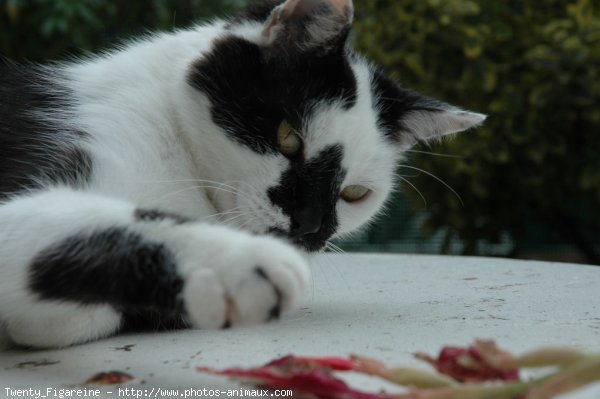 Photo de Chat domestique