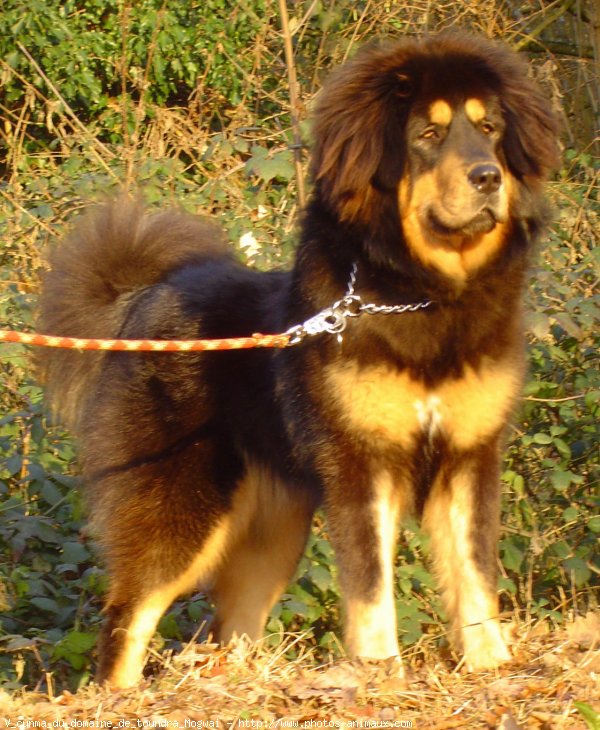 Photo de Dogue du tibet