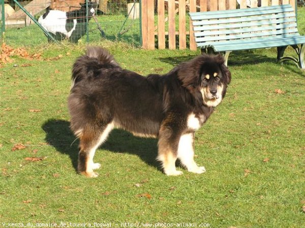 Photo de Dogue du tibet