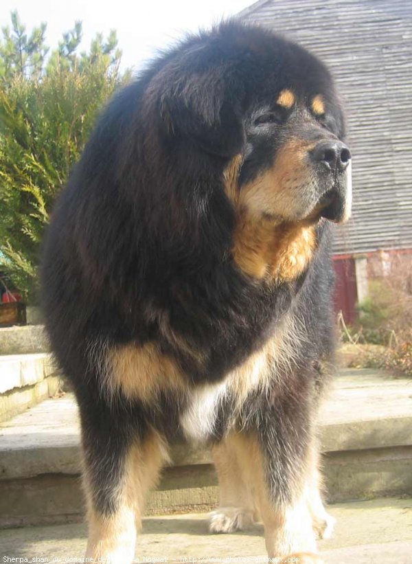 Photo de Dogue du tibet