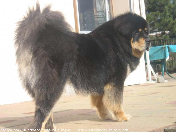 Photo de Dogue du tibet