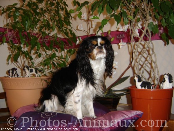 Photo de Cavalier king charles spaniel