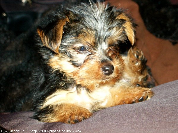 Photo de Yorkshire terrier