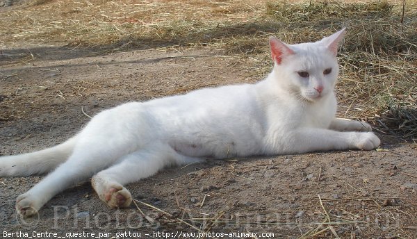 Photo de Chat domestique