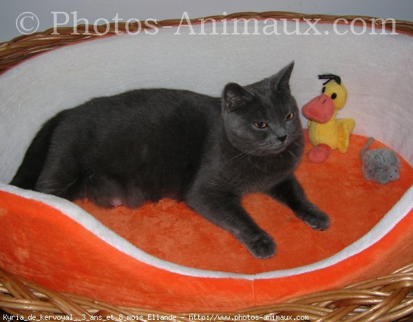 Photo de Chartreux