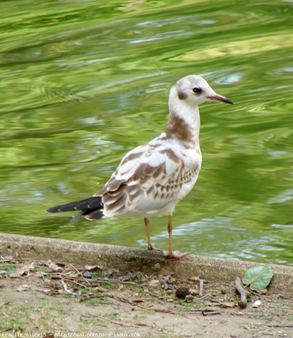 Photo de Mouette