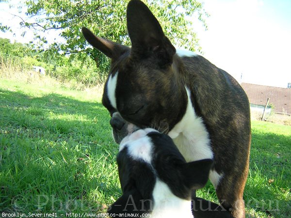 Photo de Boston terrier