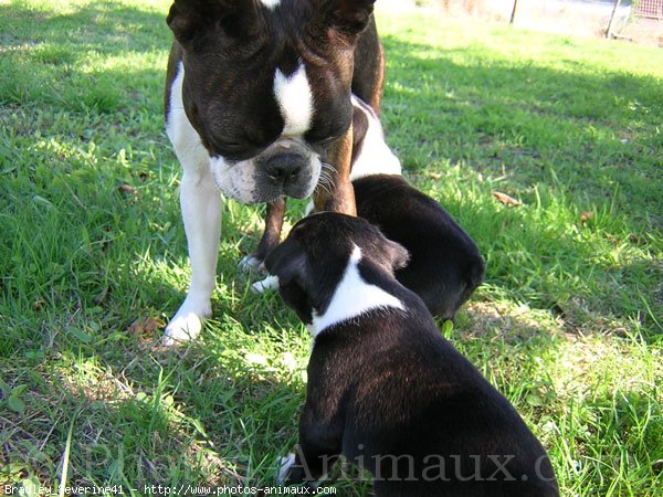 Photo de Boston terrier