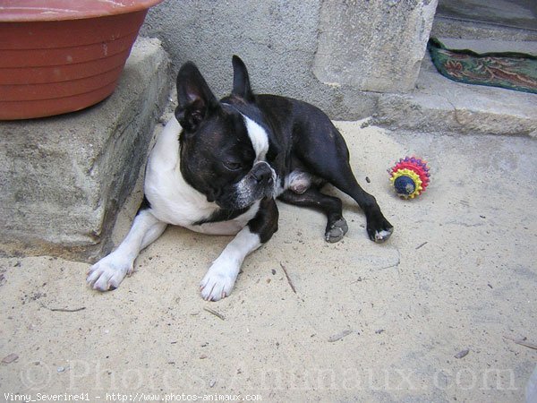 Photo de Boston terrier