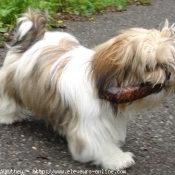 Photo de Shih tzu