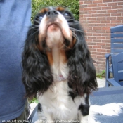 Photo de Cavalier king charles spaniel