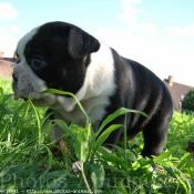 Photo de Boston terrier