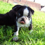 Photo de Boston terrier