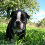 Photo de Boston terrier