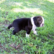 Photo de Boston terrier