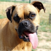 Photo de Boxer